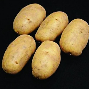 Christmas Potato Seed -  Nicola